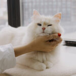 Understanding the Body Language of Your Cat